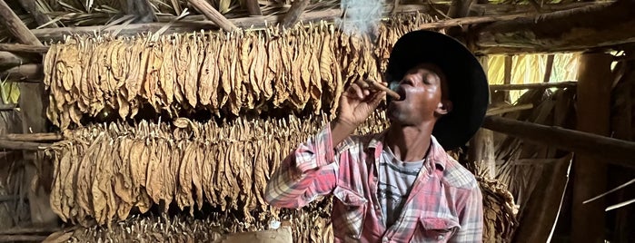Tobacco Farm is one of Cuba.