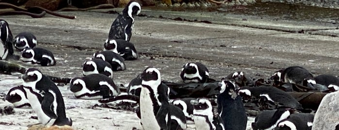 Stony Point Penguin Colony is one of Lugares favoritos de Sabrina.