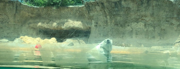 Polar Bears at Denver Zoo is one of fun.