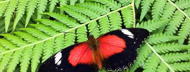 Australian Butterfly Sanctuary is one of Tempat yang Disukai Antonio.