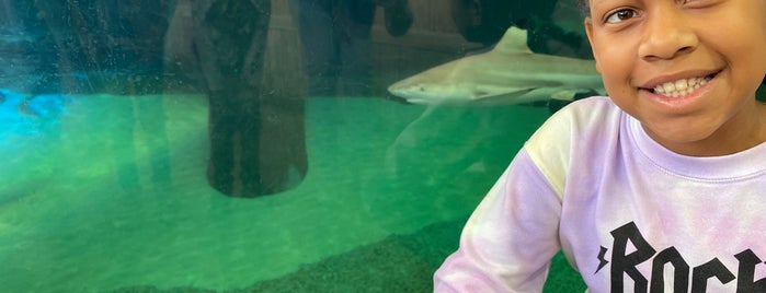 Children's Aquarium at Fair Park is one of Zoos and Aquariums -TX, OK,AR, & LA.