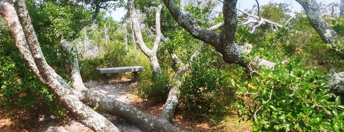 Springer Nature Preserve is one of Ocracoke Island.