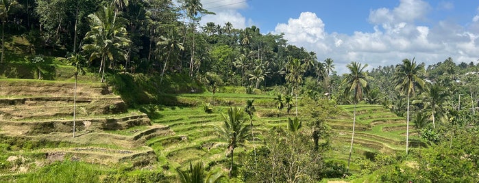 Tegallalang Rice Terrace is one of Ubud.