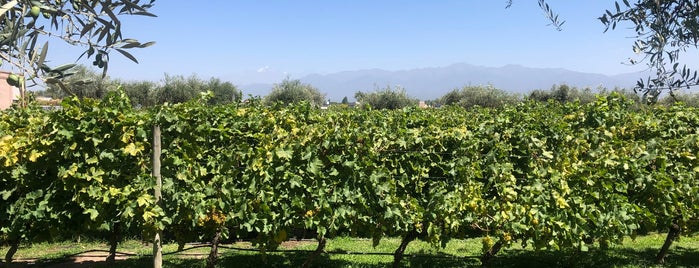 Alta Vista is one of Mendoza.