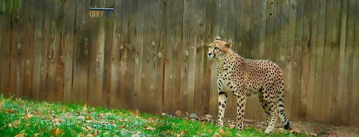 Cheetah Conservation Station is one of The 15 Best Zoos in Washington.