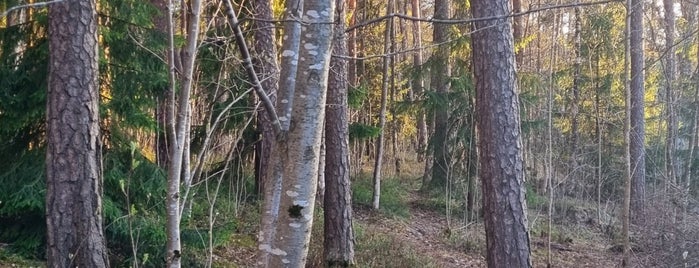Pyynikinharju is one of Finland.