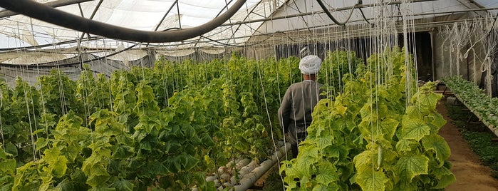Makar Farms is one of Cairo, Egypt.