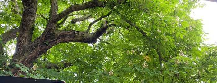 Chestnut Tree is one of Locais curtidos por Carl.