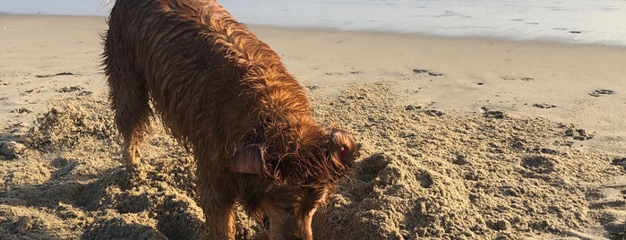 Newport Dog Beach is one of Outdoors.