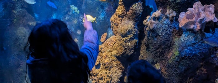 Sea Life is one of Merlin Entertainment Venues - UK.