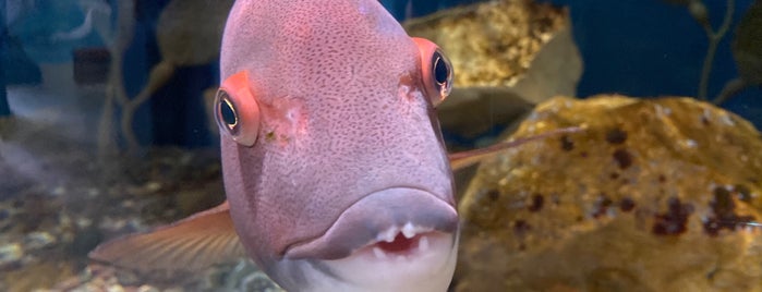 Central Coast Aquarium is one of CenCal To Do/Redo.