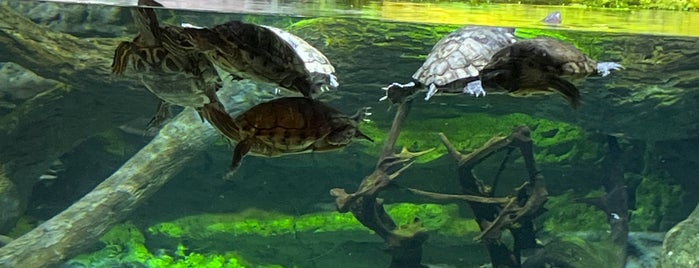 Underwater Zoo is one of Dubai.