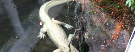 Claude the Albino Alligator is one of Scott’s Liked Places.