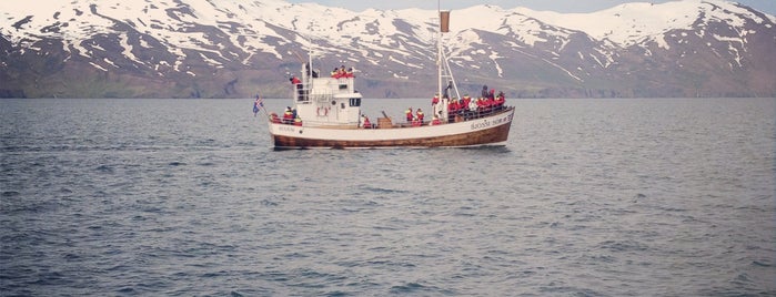 North Sailing Whale Watching is one of Iceland.