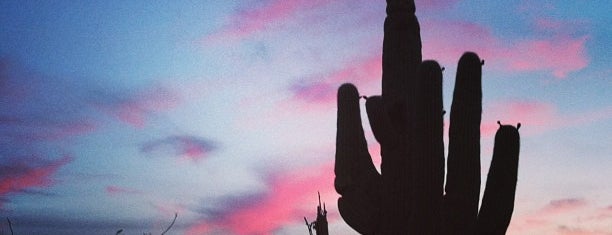 Saguaro National Park is one of Western USA to do.