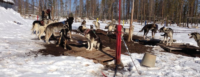 Dog Sled Rides of Winter Park is one of Locais curtidos por Dabian.
