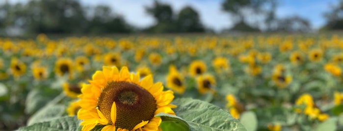 Meyers Farm Stand is one of Long Island Summer & Fall Favorites.