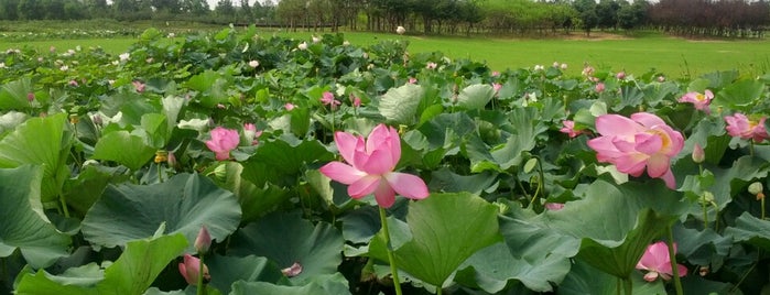 Moonlight Over The Lotus Pond Park is one of Lugares favoritos de N.