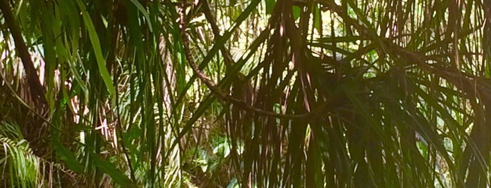 Mangrove Forest Pathway is one of Lucky Devil'in Beğendiği Mekanlar.