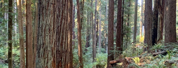 Arcata Community Forest is one of Adventuring Around Madi & Dean's.