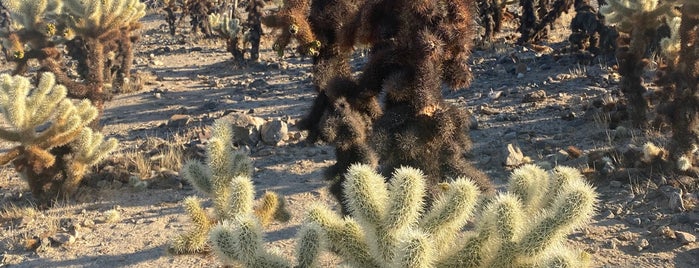 Cholla Gardens is one of California.