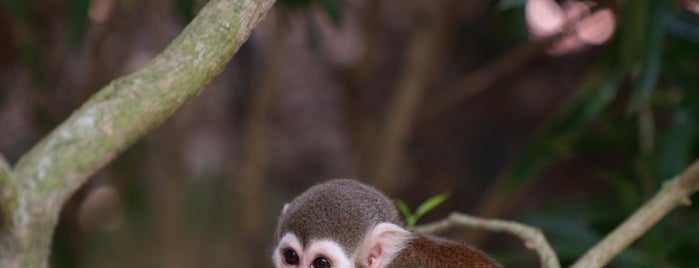 Squirrel Monkey Forest is one of Singapore.