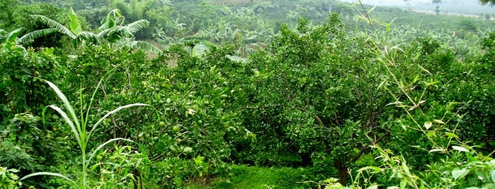 wisata petik jeruk is one of Tongkrongan.