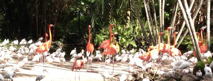 Flamingo Gardens is one of Top 10 things to do in Miami.