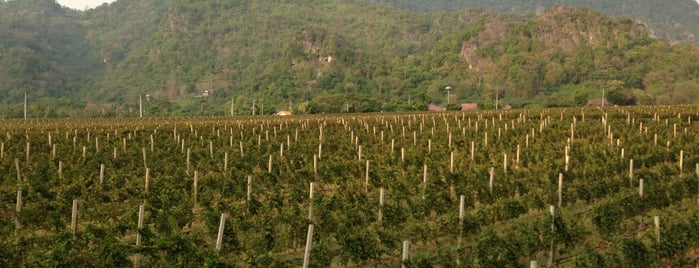 GranMonte Vineyard and Winery is one of Bangkok_One2go.