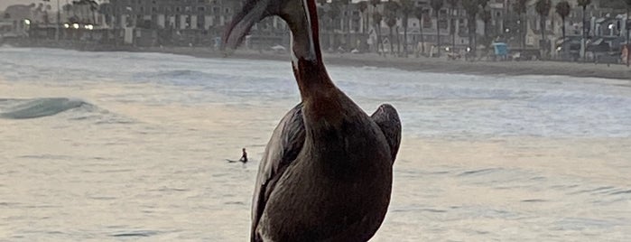 Oceanside Municipal Fishing Pier is one of Favorite Beaches.