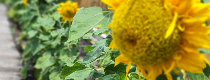 Sunflower Garden is one of Northern Makan Place.