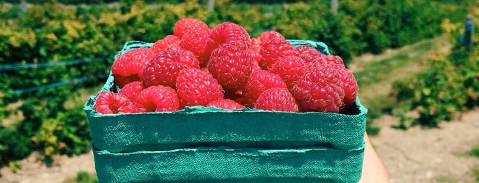 Sweet Berry Farm is one of Rhode Island Favorites.