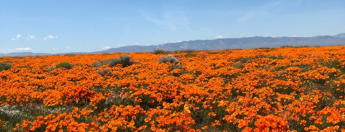 Antelope Valley Poppy Reserve is one of LA.