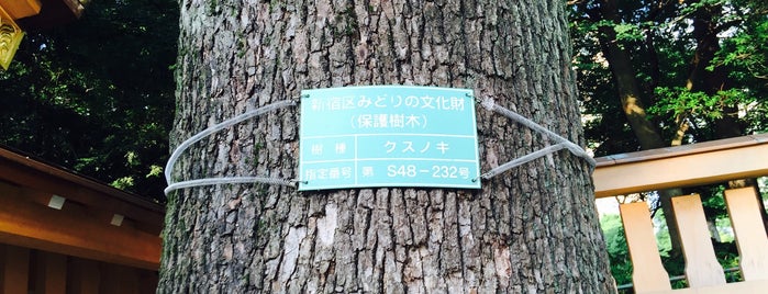 新宿区みどりの文化財 保護樹林 S48-19 熊野神社 is one of 木・緑地.