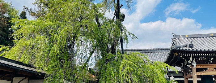 明見院のしだれ桜 is one of 埼玉県_川越市.