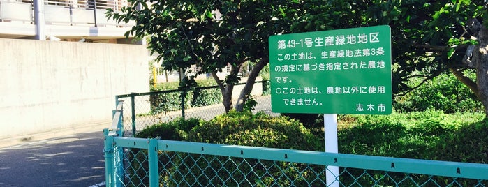志木市第43-1号生産緑地地区 is one of 木・緑地.