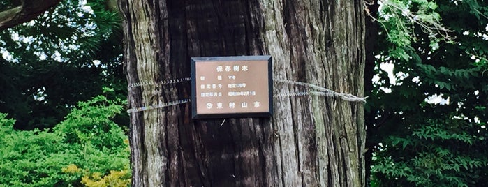 東村山市保存樹木 176号 マキ_正福寺 is one of 木・緑地.