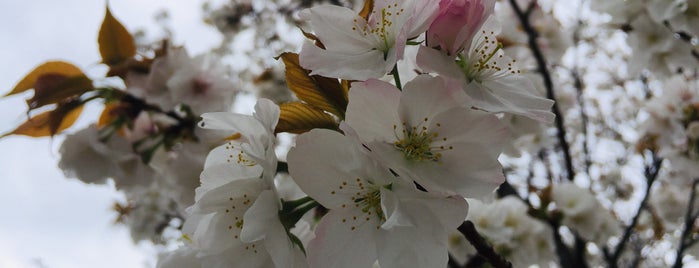 志木市指定保存樹木 第186号 イチョウ 長勝院 is one of 木・緑地.