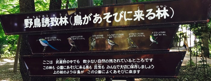 ねりまの名木 068『石神井公園のユリノキ』 is one of 木・緑地.