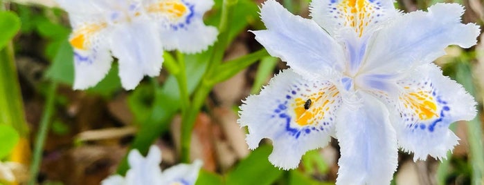 こもれびのこみち is one of 公園_埼玉県.