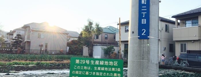 志木市第29号生産緑地地区 is one of 木・緑地.
