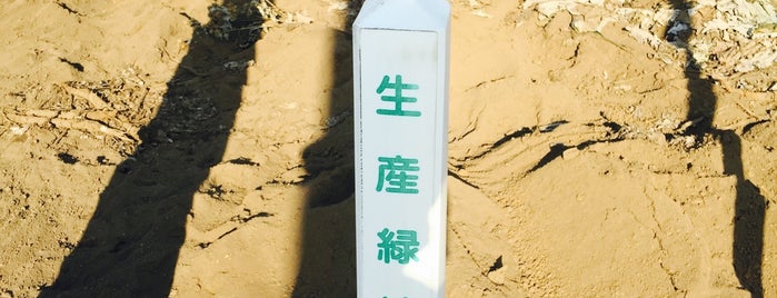 富士見市生産緑地地区 第223号 is one of 木・緑地.