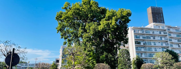 柏の城 大堀跡 is one of 埼玉県_志木市.