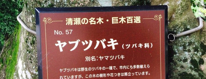 清瀬の名木・巨木百選 No.57 ヤブツバキ is one of 木・緑地.