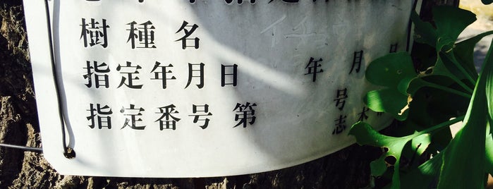 志木市指定保存樹木 第684号 イチョウ_宿氷川神社 is one of 木・緑地.