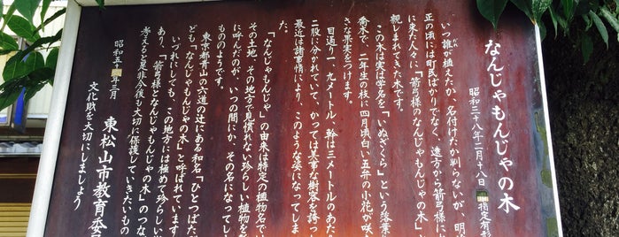なんじゃもんじゃの木 [東松山市の名木 09] is one of 史跡・名勝・天然記念物.