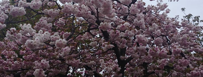 造幣局 桜の通り抜け is one of 大阪みどりの百選.