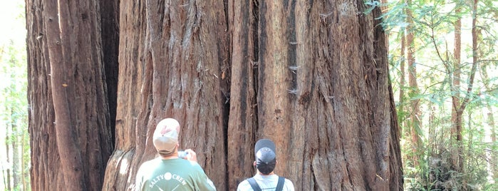 Armstrong Redwoods is one of Napa Road Trip.