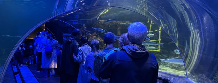 Deep Sea World is one of PLACES TO SEE AND EXPLORE.