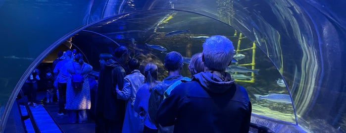 Deep Sea World is one of Edinburgh things to do..